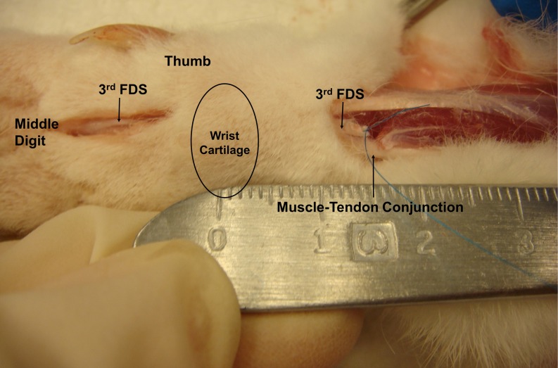 Fig. 2
