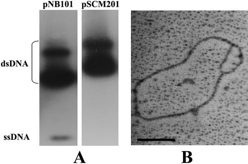 FIG. 4.