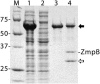 FIG. 2.