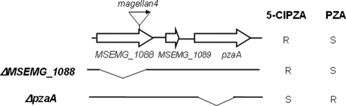 FIG. 2.