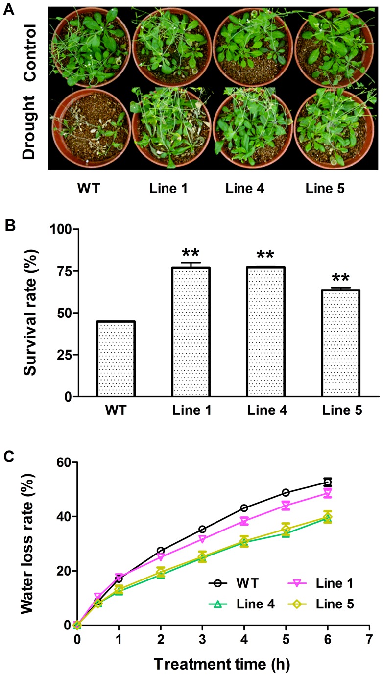 Figure 5