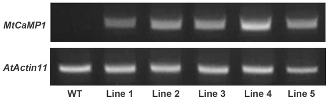 Figure 4