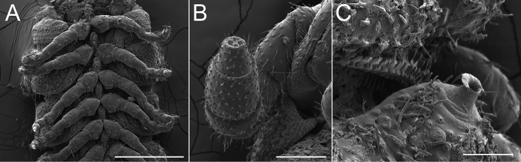 Figure 11.