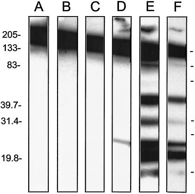 FIG. 9.