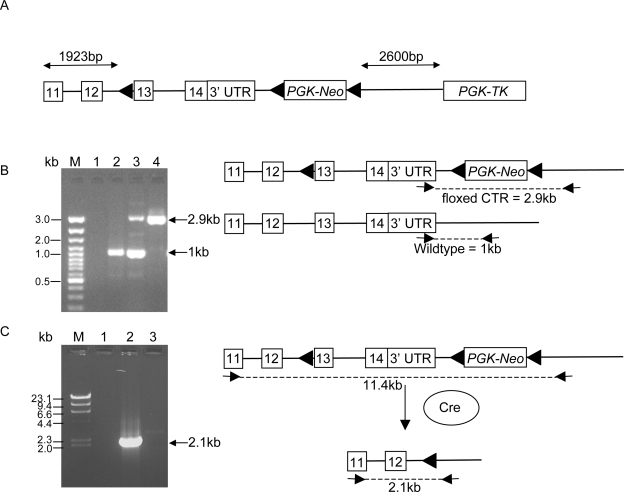 FIG. 1