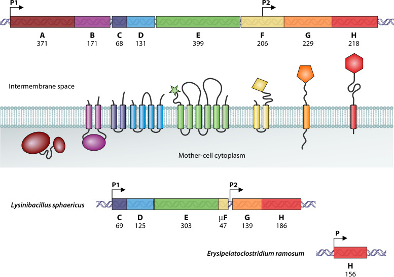 FIG 1