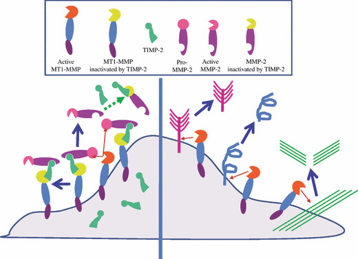 Coordinate action of membrane‐type matrix metalloproteinase‐1 (MT1‐MMP ...