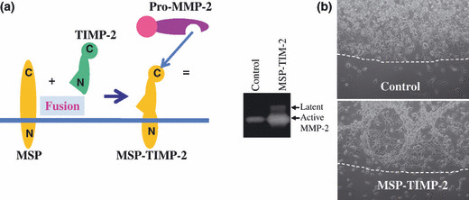 Coordinate action of membrane‐type matrix metalloproteinase‐1 (MT1‐MMP ...