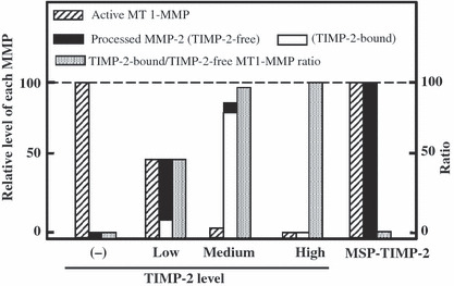 Coordinate action of membrane‐type matrix metalloproteinase‐1 (MT1‐MMP ...