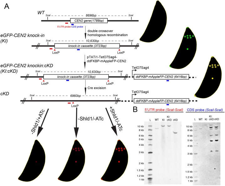 Fig. 2.