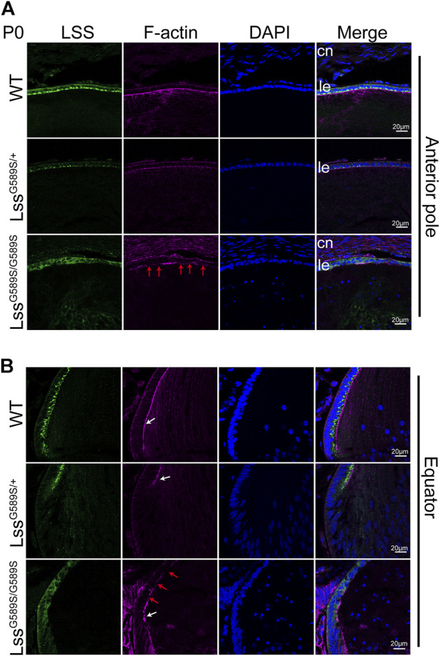 FIGURE 3