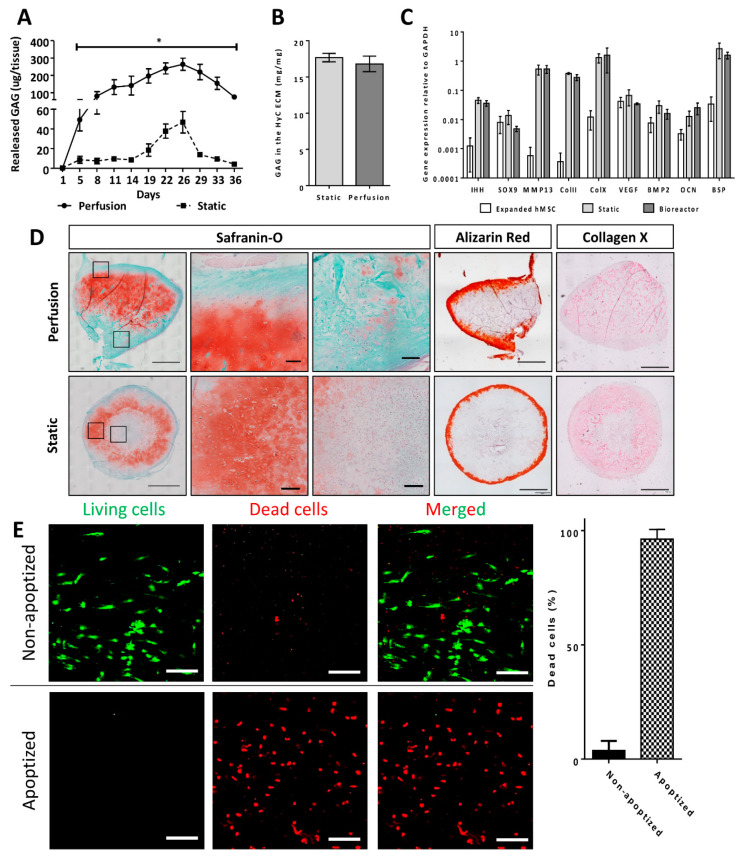 Orthotopic Bone Formation by Streamlined Engineering and Devitalization ...