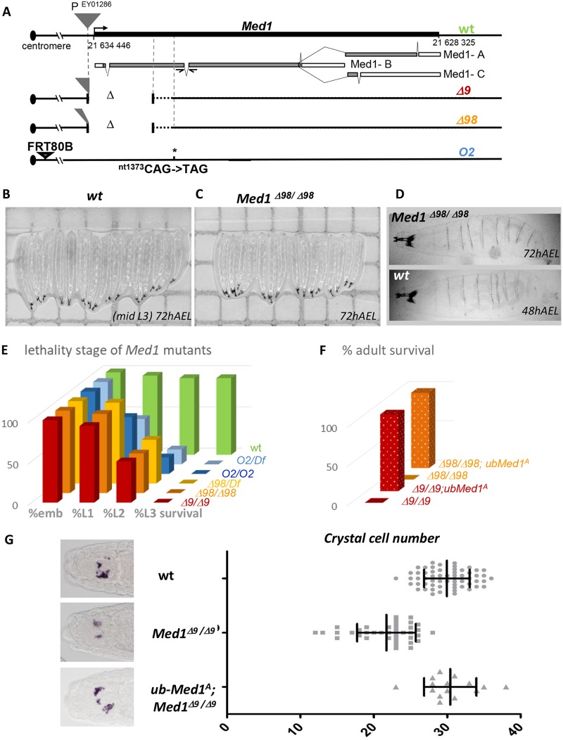 FIG 1