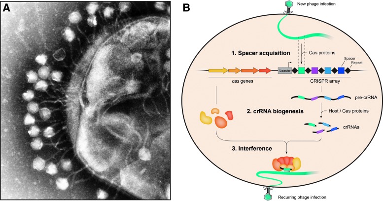 FIG. 1.