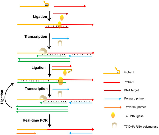 FIGURE 2