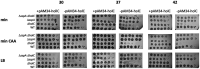 FIG 1