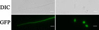 Fig. 4