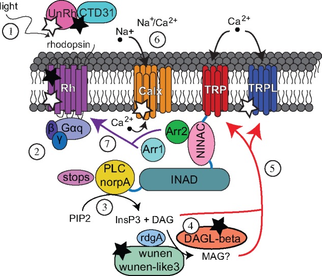 Fig. 1.