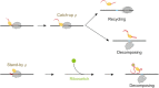 Graphical Abstract