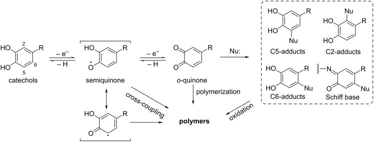 Scheme 1