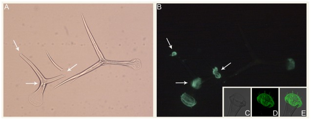 FIGURE 1