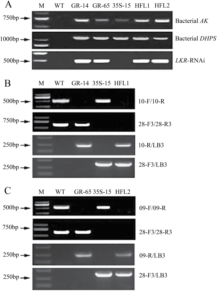 Fig. 5.