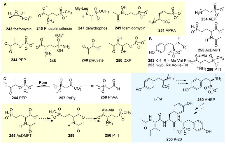 Fig. 27