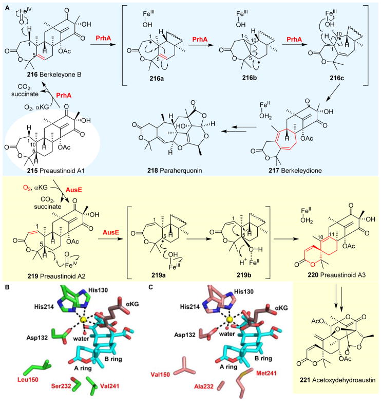 Fig. 24