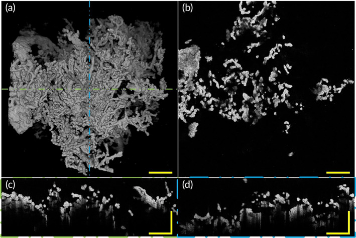 FIGURE 6