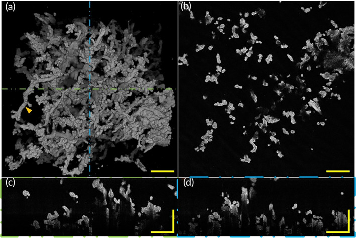 FIGURE 7