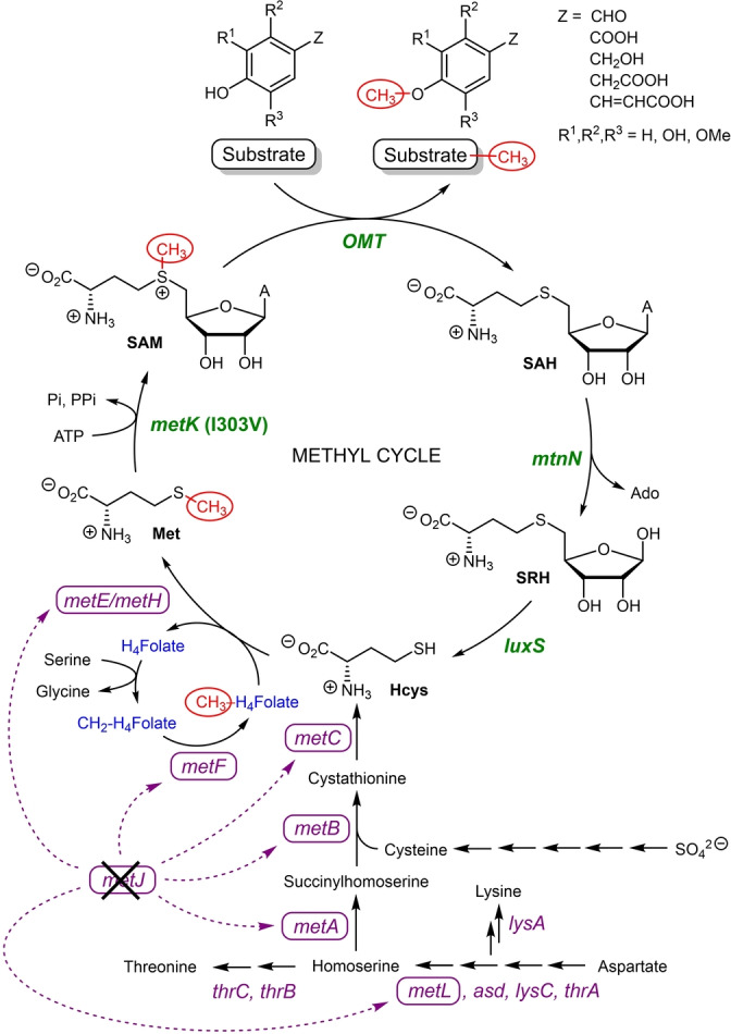 Scheme 2