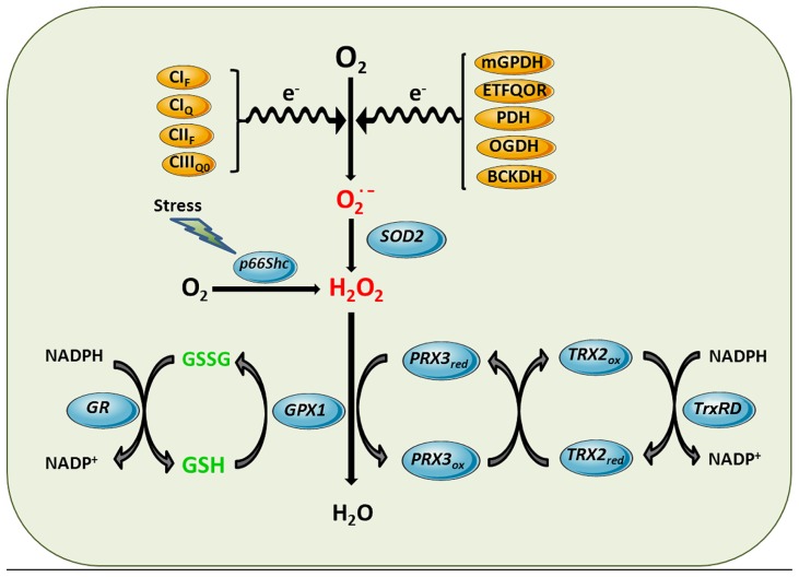 FIGURE 2