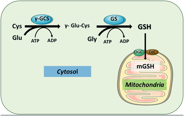 FIGURE 1