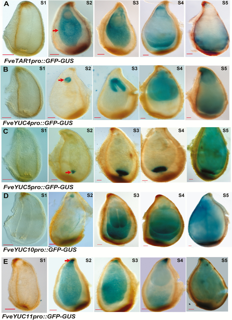 Fig. 3.