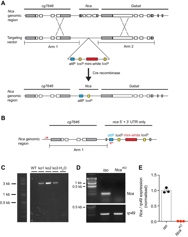 Figure 1—figure supplement 6.