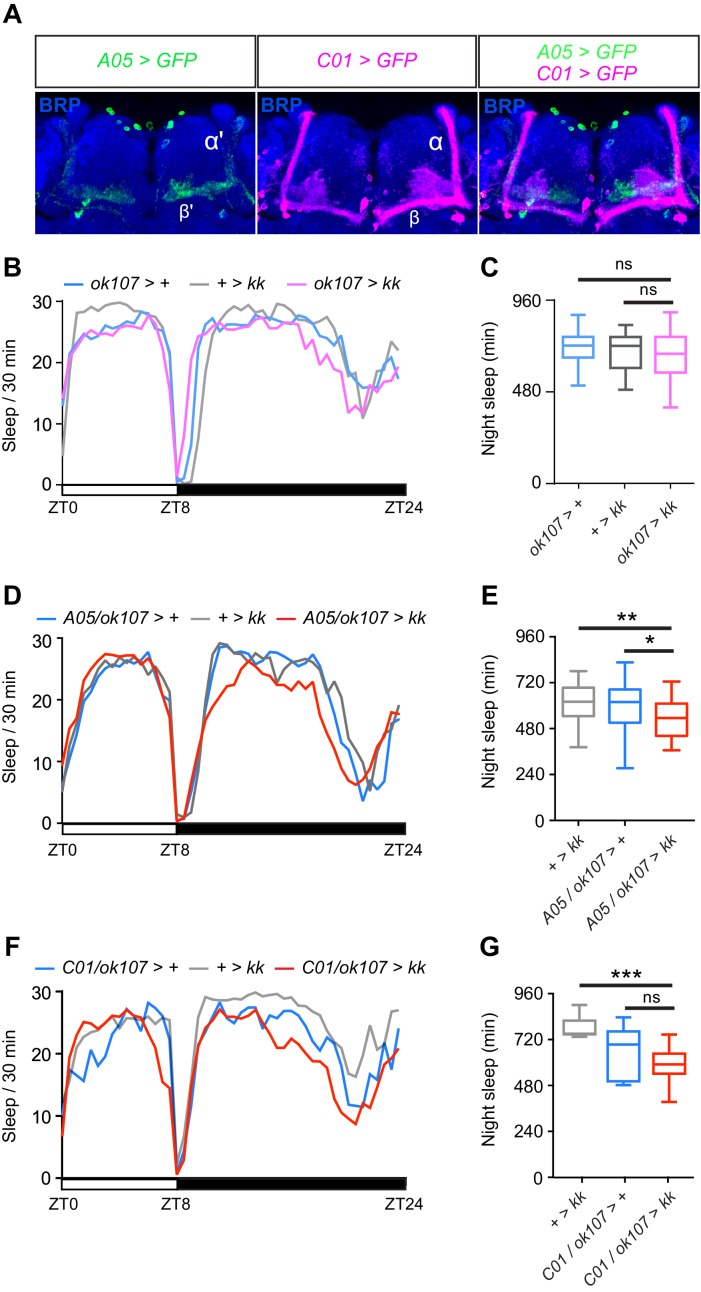 Figure 5—figure supplement 2.