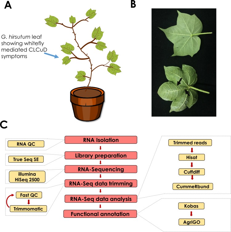 Fig 1