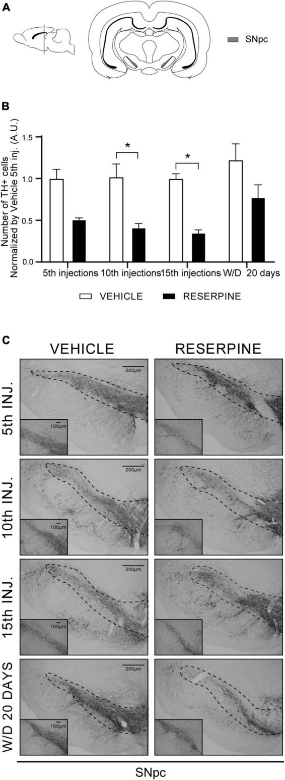 FIGURE 3