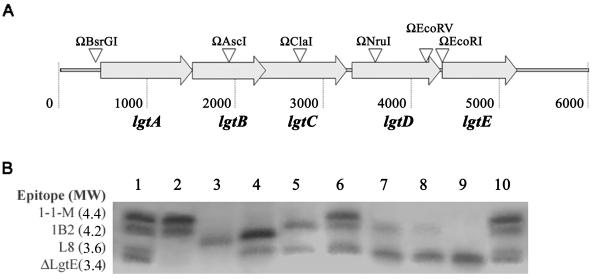 FIG. 2.