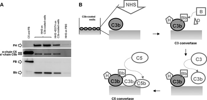 FIGURE 15.