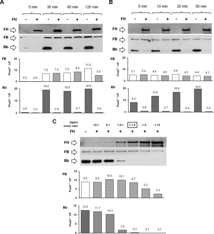 FIGURE 12.