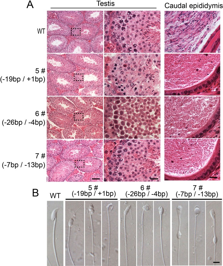 Figure 1—figure supplement 3.