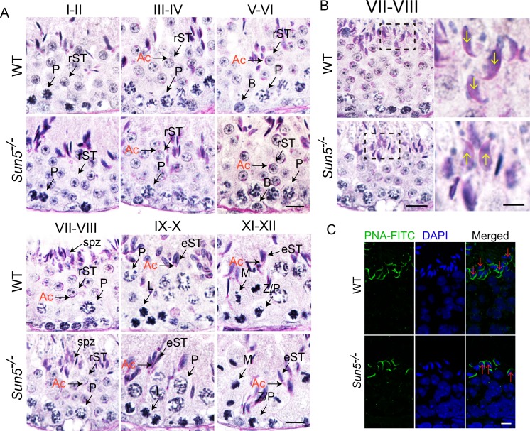 Figure 2—figure supplement 2.