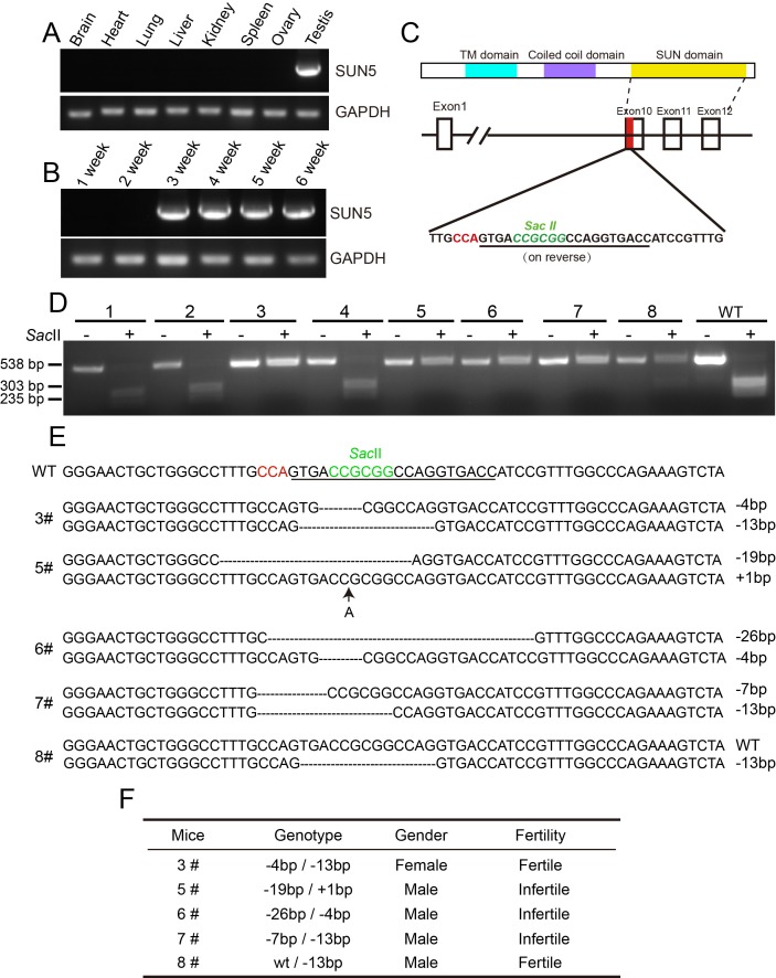 Figure 1—figure supplement 1.