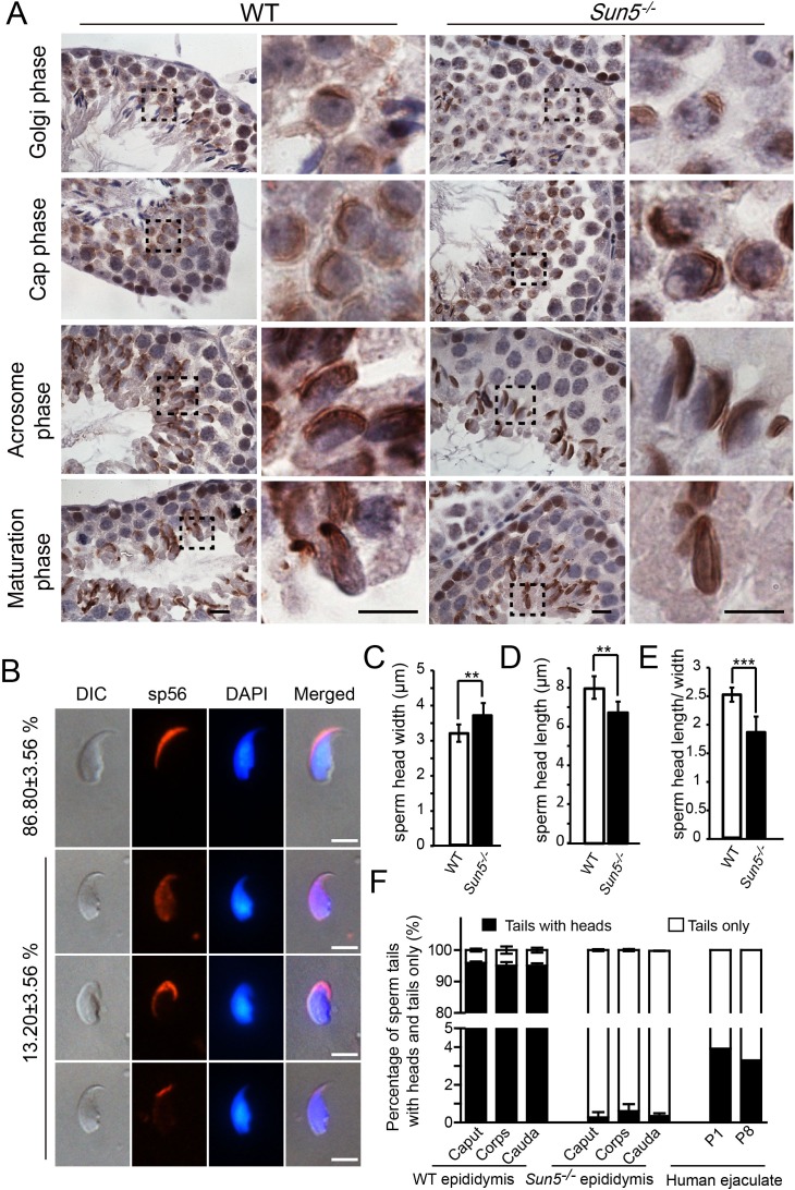 Figure 2—figure supplement 1.