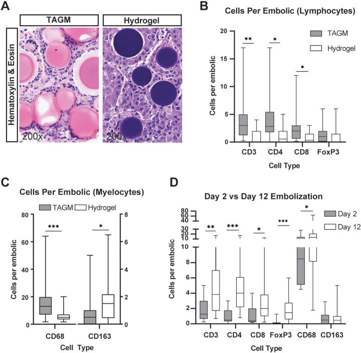 Recruitment of lymphocytes and myelocytes differed based on type of embolic. (A) Representative images of hematoxylin and eosin staining demonstrate differences in foreign body reactions induced within hepatocellular carcinoma tumors embolized with hydrogel embolics (hydrogel) or tris-acryl gelatin microspheres (TAGM). Because of their unique chemical properties, hydrogel embolics stain purple and TAGM stain pink when subjected to hematoxylin and eosin staining. Whereas numerous small-cell nuclei characteristic of immune cells can be seen surrounding TAGM, hydrogel embolics have relatively few immune cells associated with them (cell nuclei in proximity to hydrogel embolics largely reflect tumor cells). (B–D) Box and whisker plots show (B) the average number of CD3+ (51 TAGM, 19 hydrogel), CD4+ (46 TAGM, 24 hydrogel), CD8+ (53 TAGM, 21 hydrogel), and FOXP3+ (38 TAGM, 21 hydrogel) cells per embolic by embolic type; (C) the average number of CD68+ (68 TAGM, 30 hydrogel) and CD163+ (79 TAGM, 29 hydrogel) macrophages per embolic by embolic type; and (D) the average number of cells surrounding TAGM at 2 and 12 days after embolization. Whiskers indicate maximum and minimum values. Boxes extend from the 25th to 75th percentiles. The line in the middle of the box is plotted at the median. * = P < .05, ** = P < .01, and *** = P < .001 according to the generalized estimating equation model. Significant P values (left to right): in B, .003, .01, .03; in C, <.001, .03; and in D, .003, <.001, .04, <.001, .04.