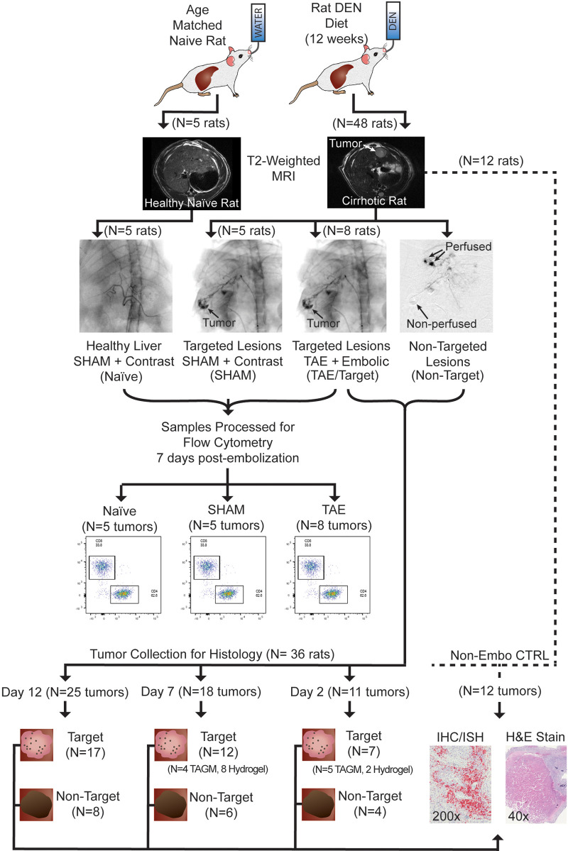 Experimental flowchart. Chemically induced autochthonous hepatocellular carcinomas were generated in Wistar rats, and tumor development was monitored using T2-weighted MRI. Tumors reaching 0.5–1 cm in maximum transverse diameter were treated with transarterial embolization (TAE). At selected post-TAE time points, samples were collected for analysis with either flow cytometry or immunohistochemistry (IHC)/in situ hybridization (ISH). Flow cytometry was performed on three different groups: liver samples from healthy diethylnitrosamine (DEN)–naive rats treated with sham embolization (naive), sham-treated tumors (SHAM), and embolized tumors (TAE group). Histologic examination (IHC, ISH, hematoxylin and eosin [H&E] staining) was performed on three different groups: tumors from rats that did not undergo embolization (non-embo CTRL), embolized tumors (target or TAE), and nonembolized tumors from rats that had a different target tumor embolized (nontarget). Hydrogel = hydrogel embolics, TAGM = tris-acryl gelatin microspheres.