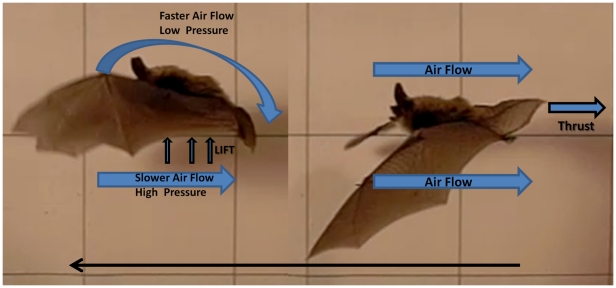 Figure 10