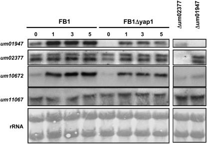 Figure 10.