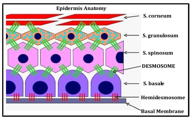 Fig. (1)